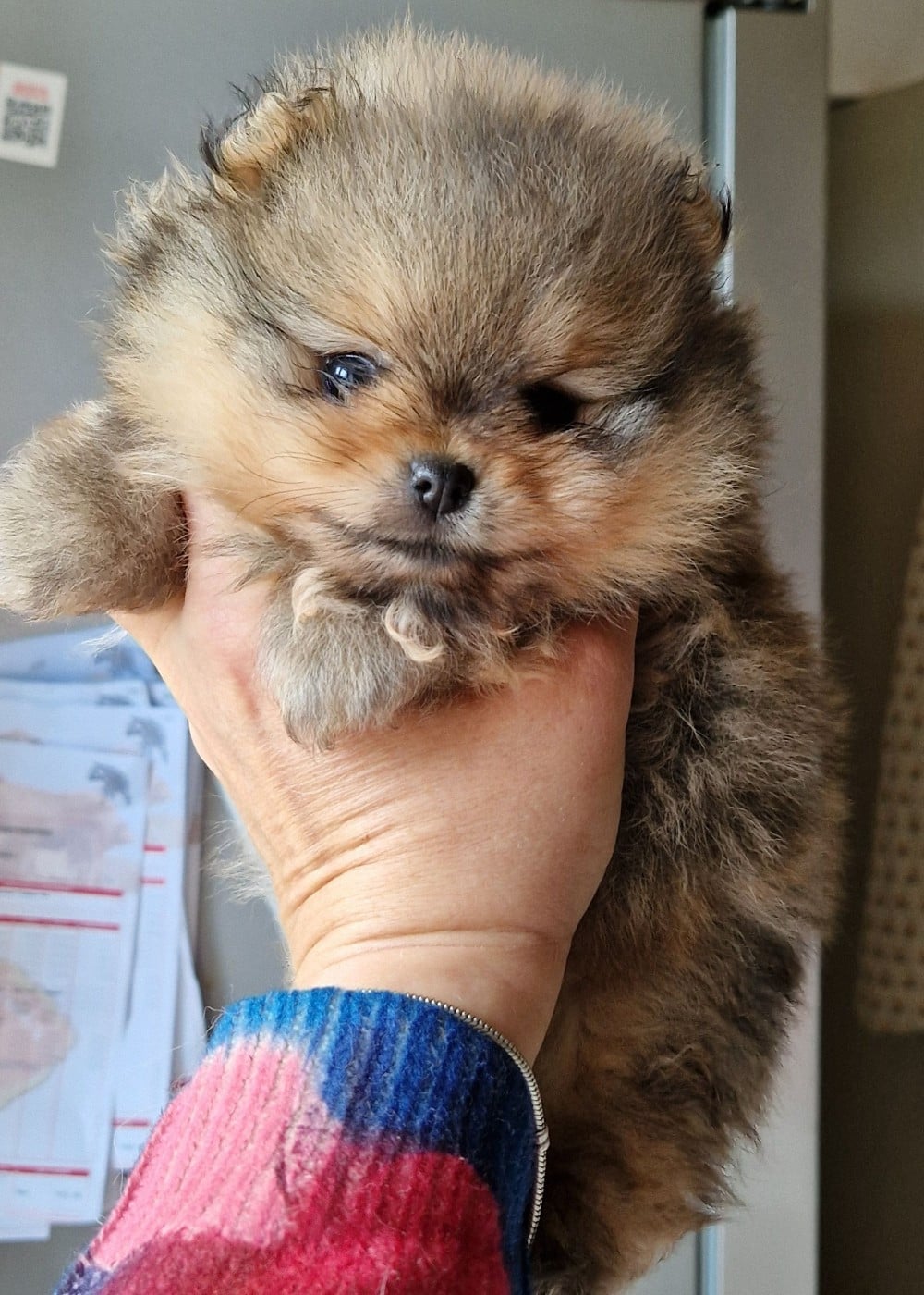 Spitz allemand - Oh My Poms