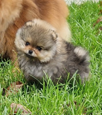 Les chiots de Spitz allemand