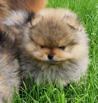 Les chiots de Spitz allemand