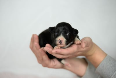 Les chiots de Border Collie