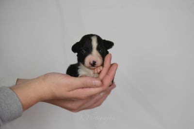 Les chiots de Border Collie