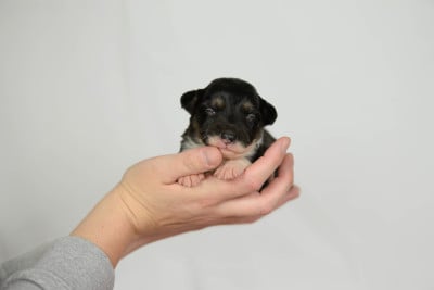 Les chiots de Border Collie