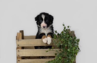 Border Collie