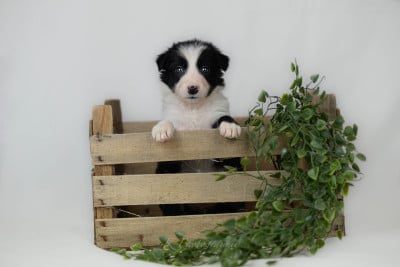 CHIOT 2 - Border Collie