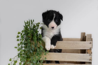 CHIOT 3 - Border Collie