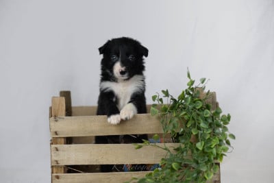 CHIOT 4 - Border Collie