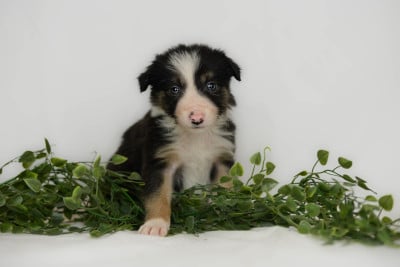 CHIOT 5 - Border Collie