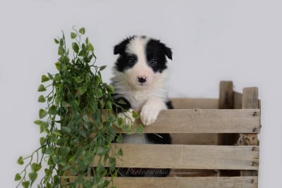 CHIOT 7 - Border Collie