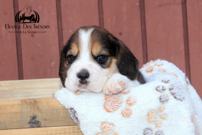 Les chiots de Beagle