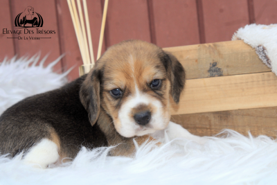 Les chiots de Beagle