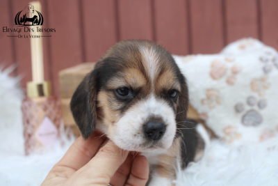 Les chiots de Beagle