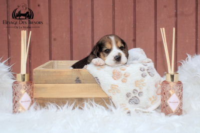 Les chiots de Beagle