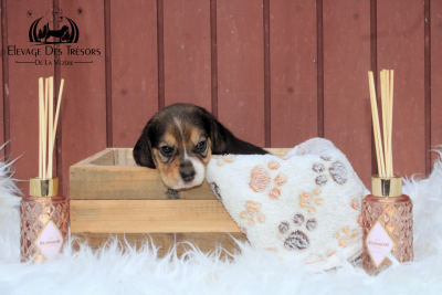 Les chiots de Beagle