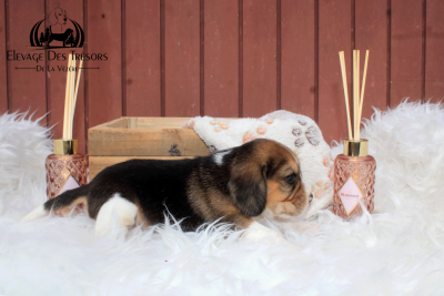 Les chiots de Beagle