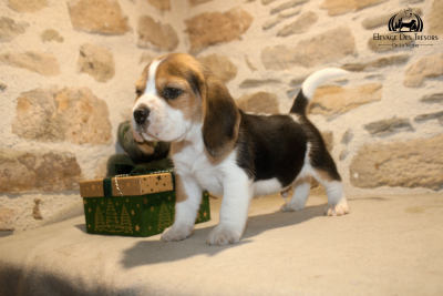 Les chiots de Beagle