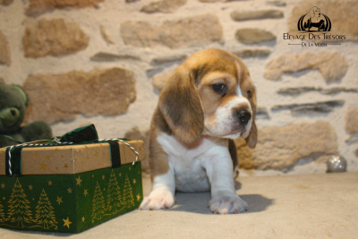 Les chiots de Beagle