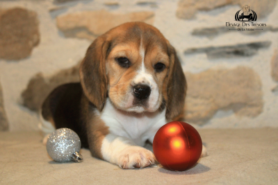 Les chiots de Beagle