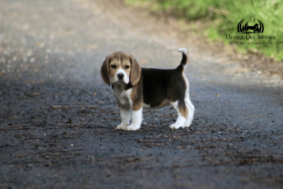 Les chiots de Beagle