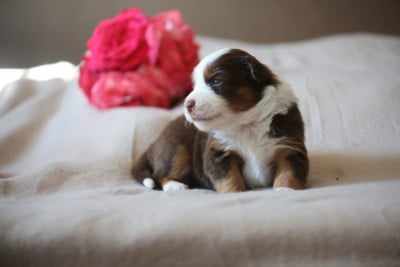 Les chiots de Berger Américain Miniature 