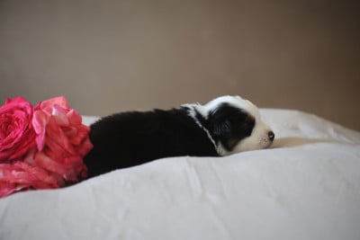 Les chiots de Berger Américain Miniature 