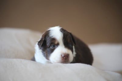 Les chiots de Berger Américain Miniature 