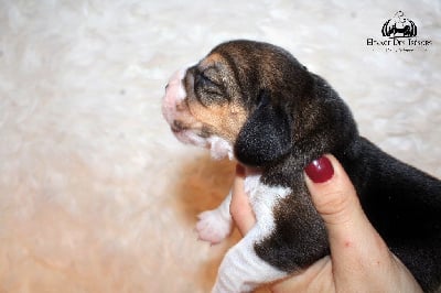 Les chiots de Beagle