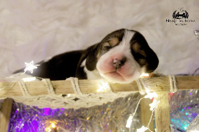 Les chiots de Beagle