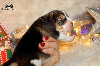Les chiots de Beagle