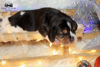 Les chiots de Beagle