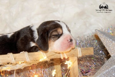 Les chiots de Beagle