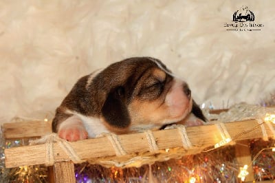 Les chiots de Beagle