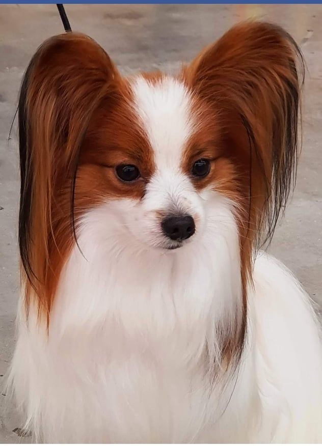 Publication : (Sans Affixe)