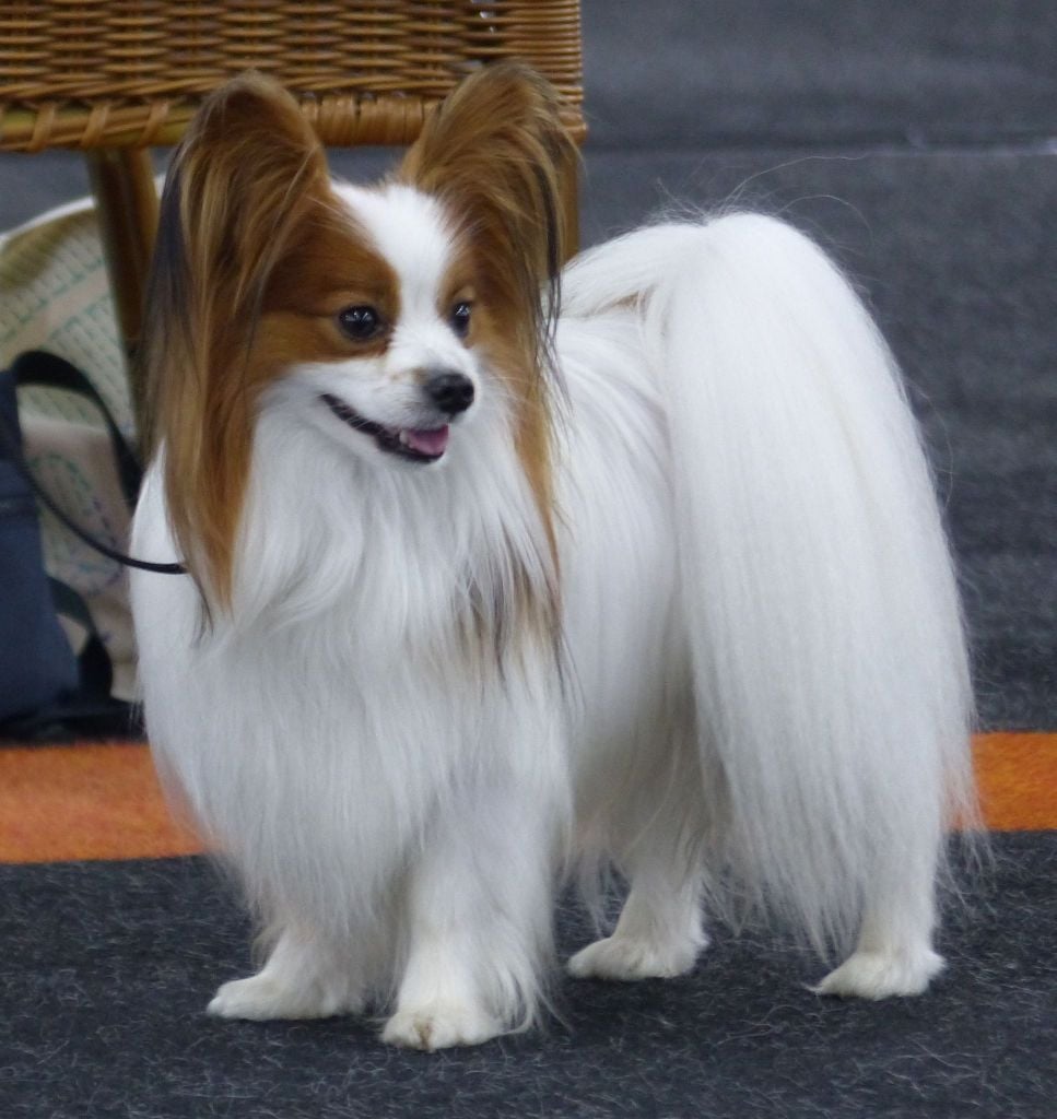 Publication : (Sans Affixe)