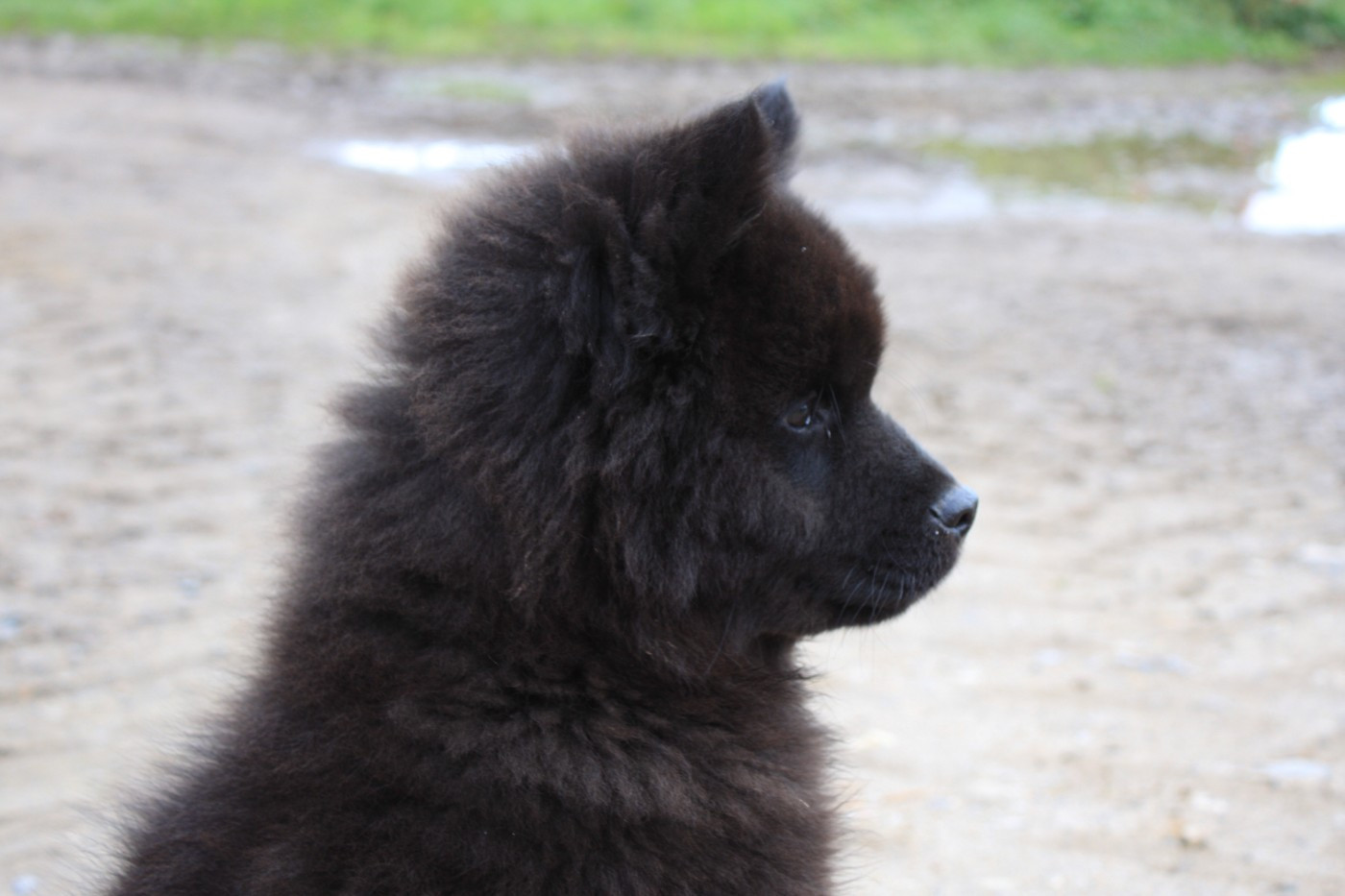 Eurasier - Des Camélias De Rhéa