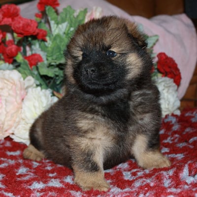 Les chiots de Eurasier