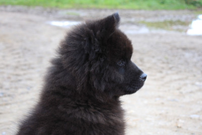 Les chiots de Eurasier