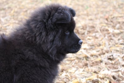 Les chiots de Eurasier