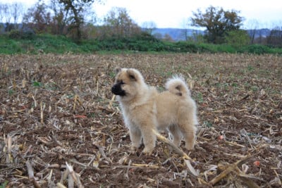 Les chiots de Eurasier