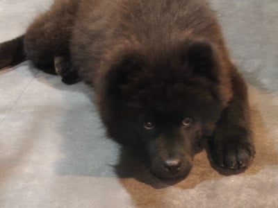 Les chiots de Eurasier
