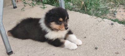 Les chiots de Colley à poil long