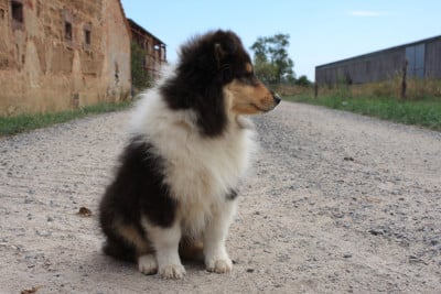 Les chiots de Colley à poil long