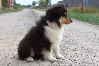 Les chiots de Colley à poil long