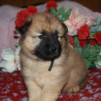 Les chiots de Eurasier