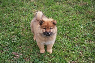 Les chiots de Eurasier