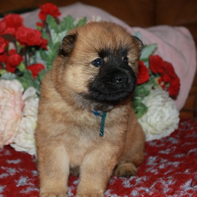 Les chiots de Eurasier