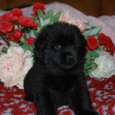 Les chiots de Eurasier