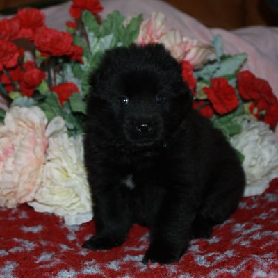 Les chiots de Eurasier