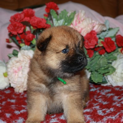 Les chiots de Eurasier