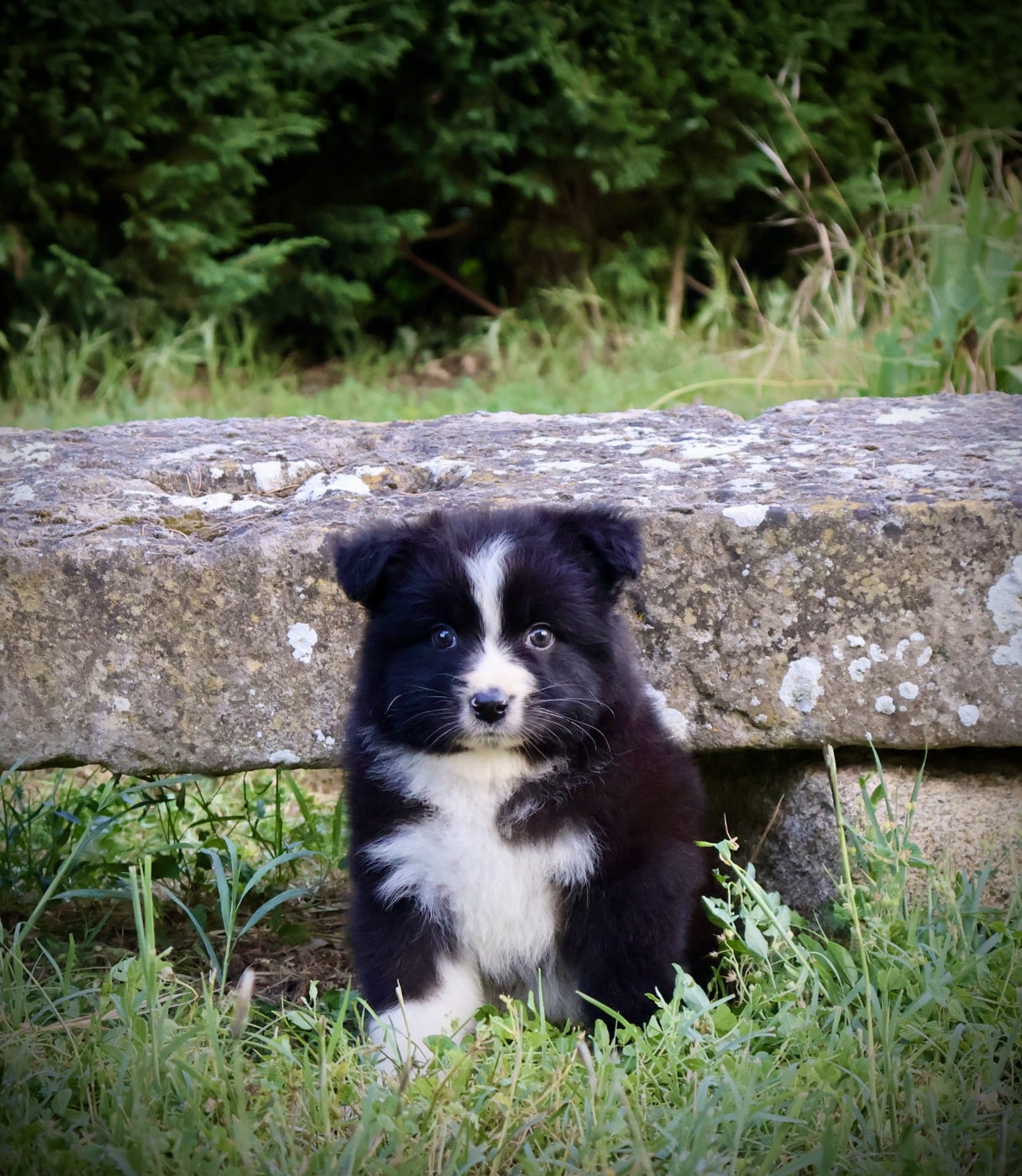 Chiot N°2
