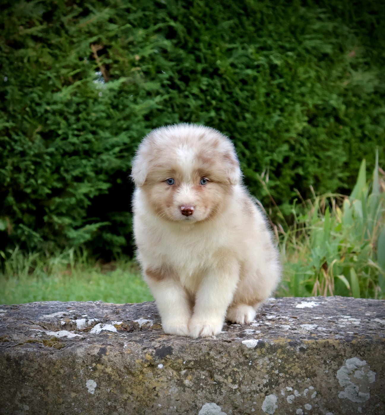 Chiot N°3